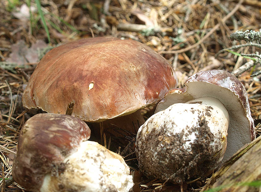 Parte Micocyl: cae la producción de boletus edulis, que deja paso al níscalo Cesefor