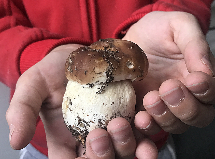 Boletus edulis de Martin por Concha Redondo