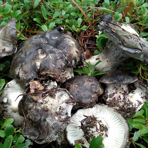 Hygrophorus marzuolus, marzuelos. Autor: José Miguel Altelarrea